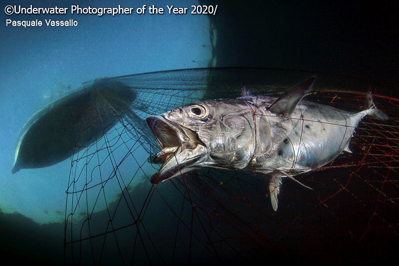 UPY 2021 is open for entries now. As well as celebrating the wonders of the underwater world, UPY awards the title of Marine Conservation Photographer of the Year to the most powerful pictures highlighting issues, Pasquale Vassallo claimed this title in 2020 with Last Gasp.