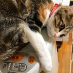 猫は賢いので温かいところを知っている!ポットの上で暖をとる