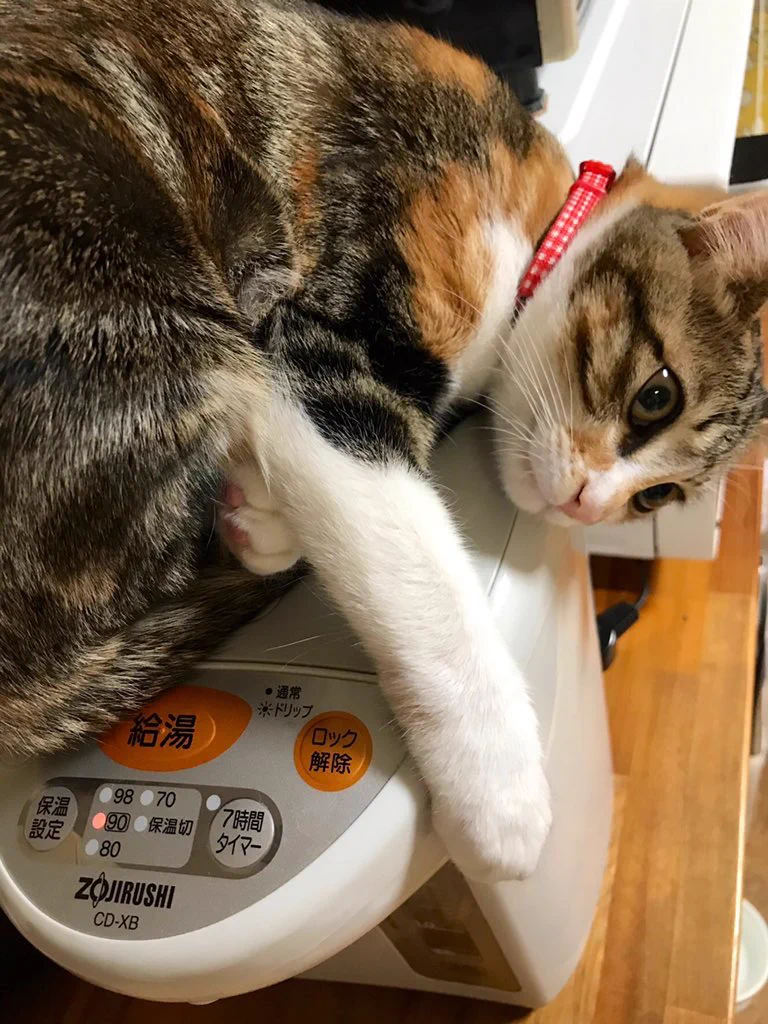 猫は賢いので温かいところを知っている！ポットの上で暖をとる