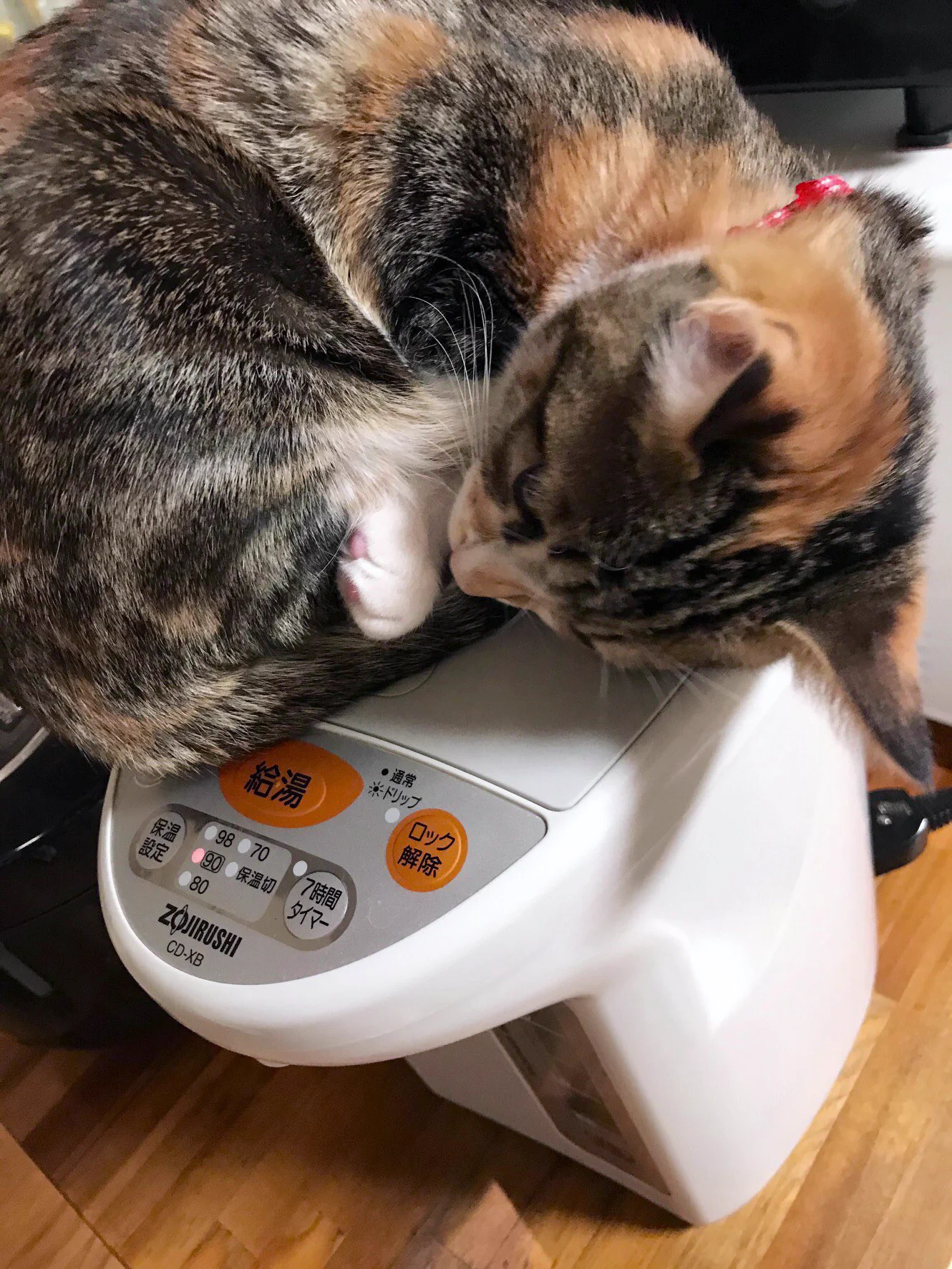 猫は賢いので温かいところを知っている！ポットの上で暖をとる