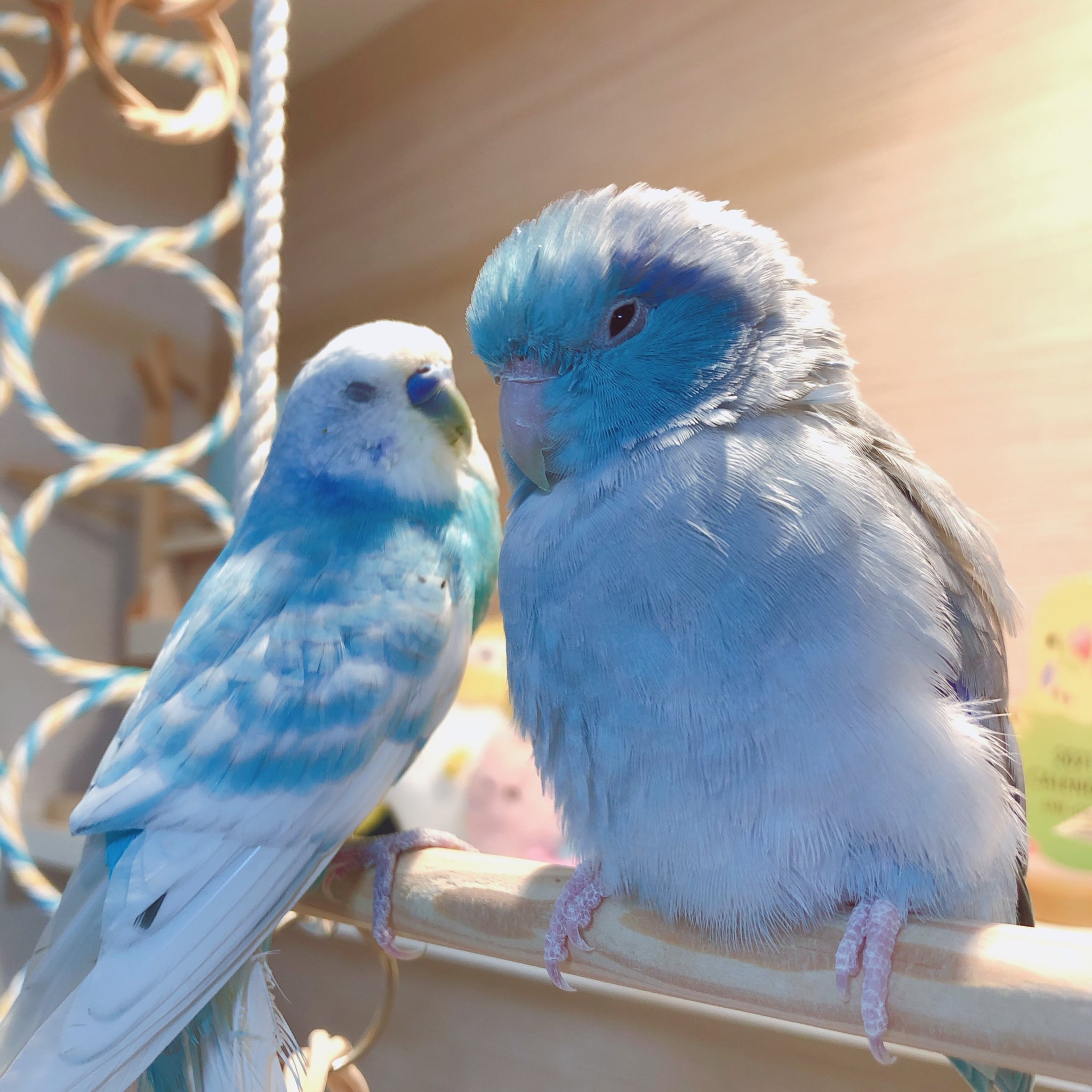 ラピス でかるりは マメルリハ セキセイインコ インコ T Co Tmkmzpkr5r Twitter