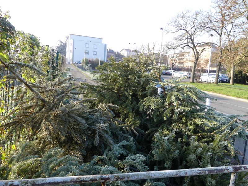 #ENVIRONNEMENT // 🎄
Du 2 au 25 janvier 2021 : collecte des sapins de noël !
Après les fêtes de fin d'année, les sapins peuvent être déposés dans l’une des 6 déchèteries de MBA ou dans l'un des 8 sites de collecte des sapins à Mâcon et à Charnay.
dechetsmenagers-mb-agglo.fr