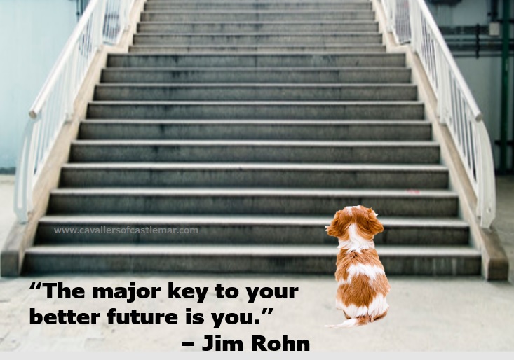 “The major key to your better future is you.” – Jim Rohn
Cavaliers of Castlemar - (817) 517-3304
cavaliersofcastlemar.com
.
.
#cavaliersofcastlemar #mondaymotivation #quote #cavalierkingcharlesspaniels #newyear #future #betterdays