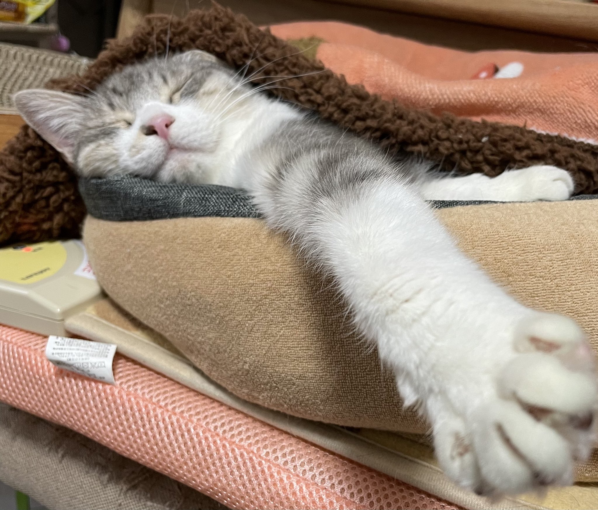 تويتر しましま 猫とハンドメイド على تويتر 毛布かけて寝るしらす 幼児っぽいなー 猫好きさんと繋がりたい 猫好き ねこ 猫のいる生活 猫の手 猫 さばとら 猫写真 猫部 Cat Catlover T Co Yawnefbkl6