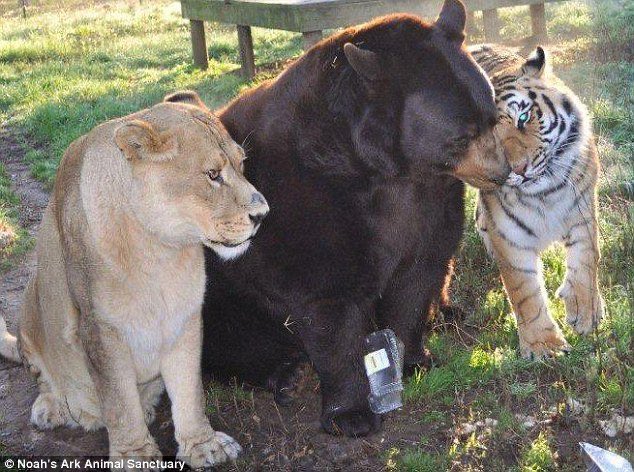 仲良しで地上最強 ライオン トラ クマの三兄弟 話題の画像プラス