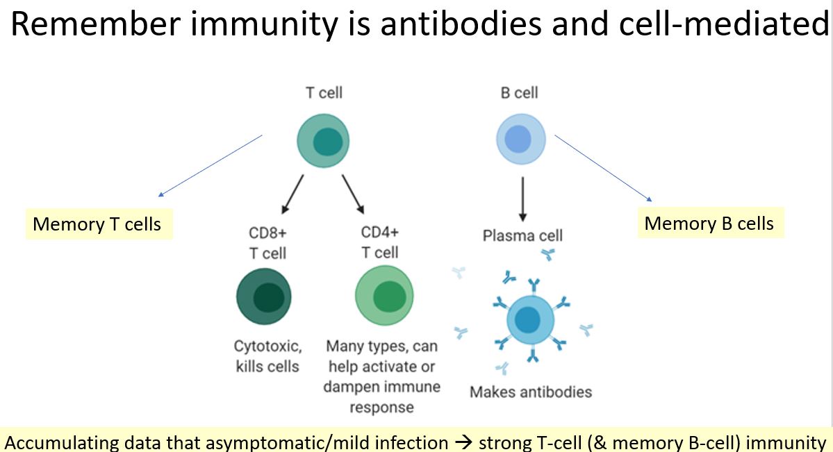 B cells make antibodies ("neutralizing" means they 'kill' virus if put into cell culture with them) & T cells (cell-mediated). Memory B & T cells get triggered if they see pathogen again & fight it. Strong responses even w/ mild infection bode well for natural & vaccine immunity