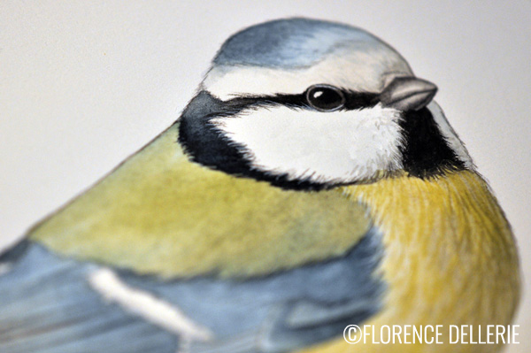 Cyanistes caeruleus (#Mésange bleue) à l'#aquarelle, étape par étape. Un peu de douceur ne fait pas de mal, en ce moment... 🐤 

florenced.ultra-book.com/portfolio

#SciencesNaturelles #ornitho #illustration #sketch #croquis #WIP