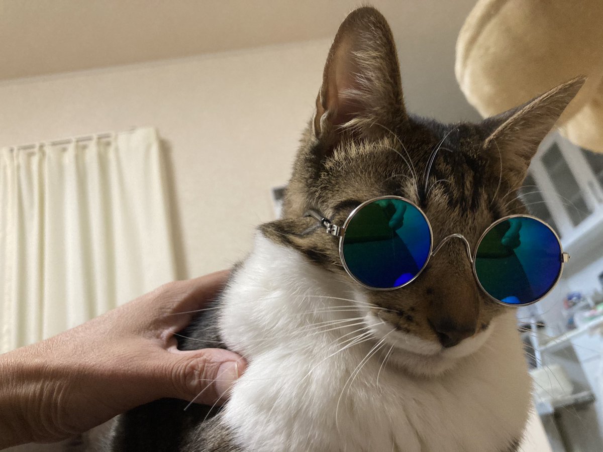 ダイソーの 犬 猫用サングラス でワイルドになったみんなのペットの画像を集めてみた Togetter