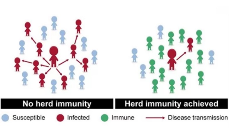 So, reason I think we will get to herd immunity faster than some predicting is that we have likely had many more asymptomatic/mild infections than detected-immunity develops there; more will become immune with vaccines; eventually virus stops because can't find anyone to infect!