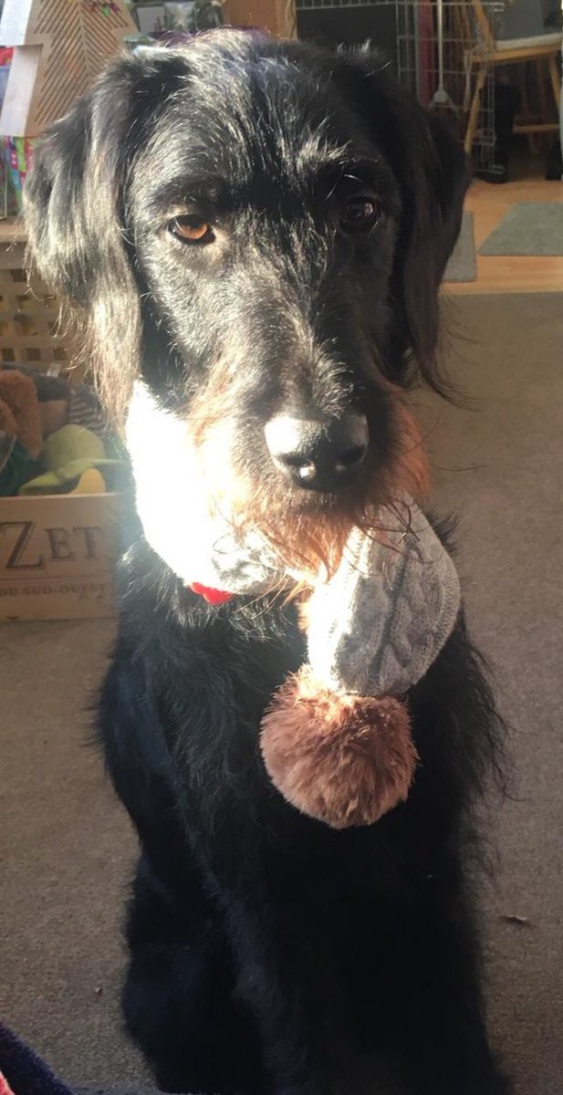 Ripley_Pup's tweet photo. @TVPpuppywalker I got a scarf for Christmas, hope you had a fun time https://t.co/NHdi5c1JPG