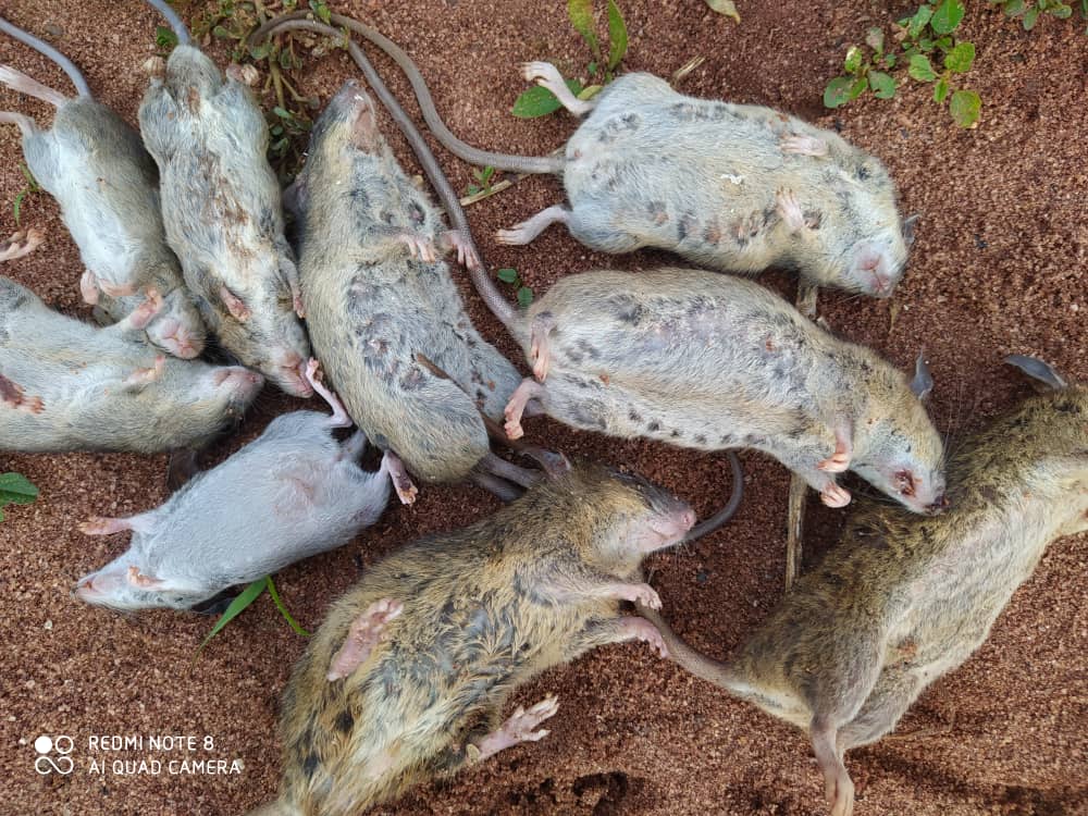 action_edo's tweet photo. War against #LassaFever
@WHO team continue to support @Edo in #Deratization Activites through Advocacy to Community leaders, Training of volunteers,preparation of baits, application, harvesting the dead vector
#LassaFeverPrevention&Control
#GettingRidOfTheVectorReducesIncidence https://t.co/bLV56q6Ppb