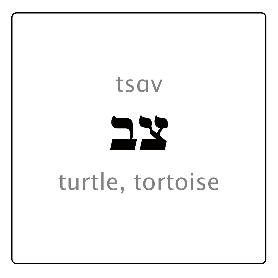 The Modern Hebrew word for turtle and tortoise is צָב, but this is not the word's meaning in the Bible (Lev. 11:29), where it refers to a kind of "unclean" lizard – in all likelihood the spiny-tailed lizard, to which its Arabic (ضَبّ) and Syriac (ܥܒܐ) cognates refer. >