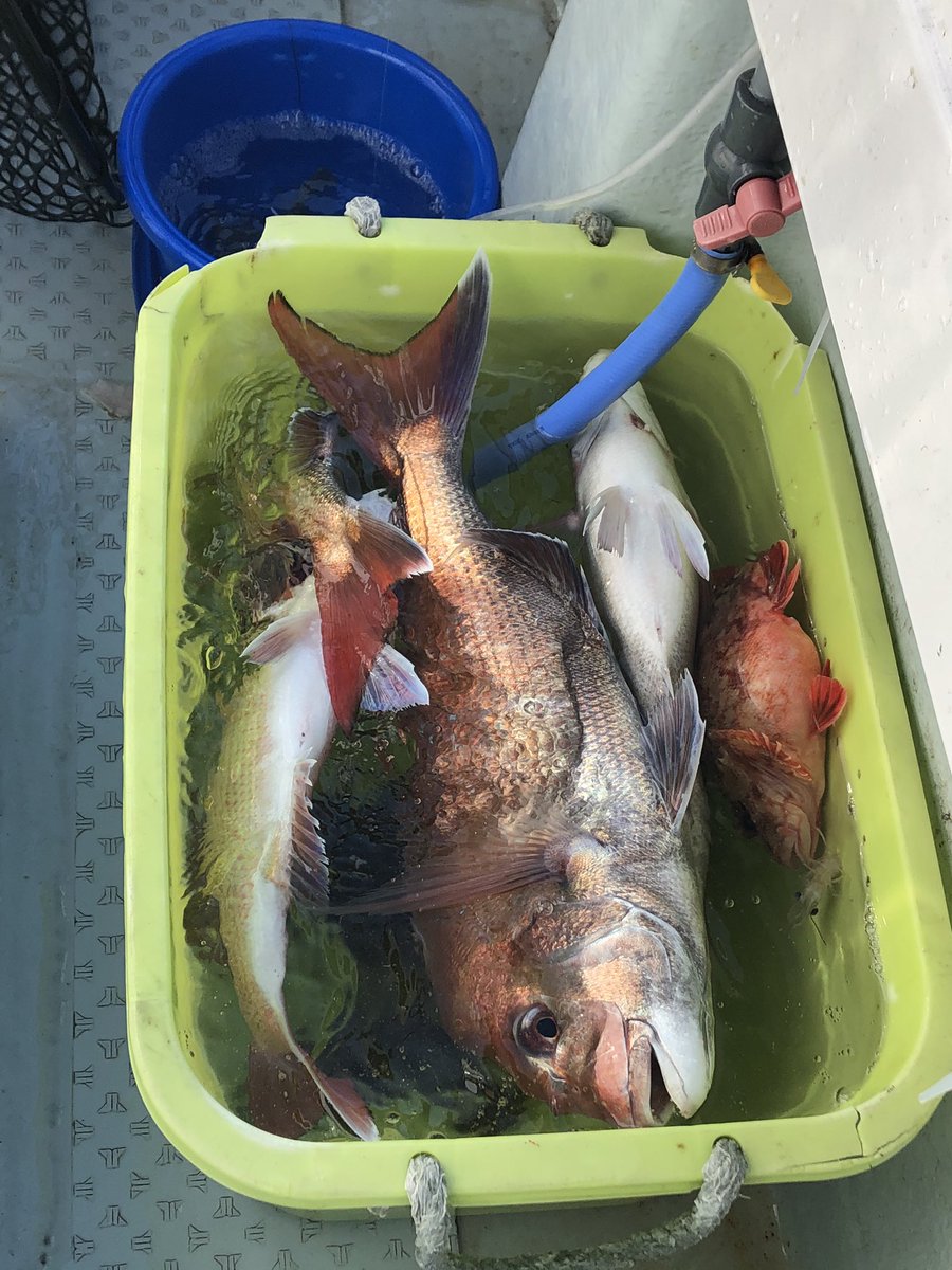 一つテンヤ真鯛