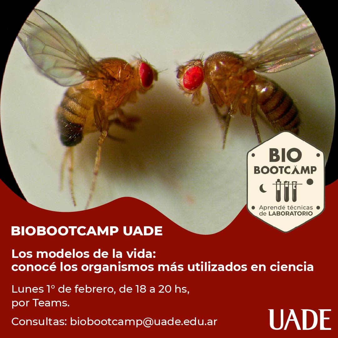 UADEoficial's tweet image. Las Licenciaturas en #Biotecnología y #Bioinformática de UADE te invitan al tercer encuentro del  #BIObootcamp. En esta ocasión el tema será &quot;Los modelos de la vida: conocé los organismos más utilizados en ciencia&quot;. Inscribite sin cargo en bit.ly/3mLbjdD.
