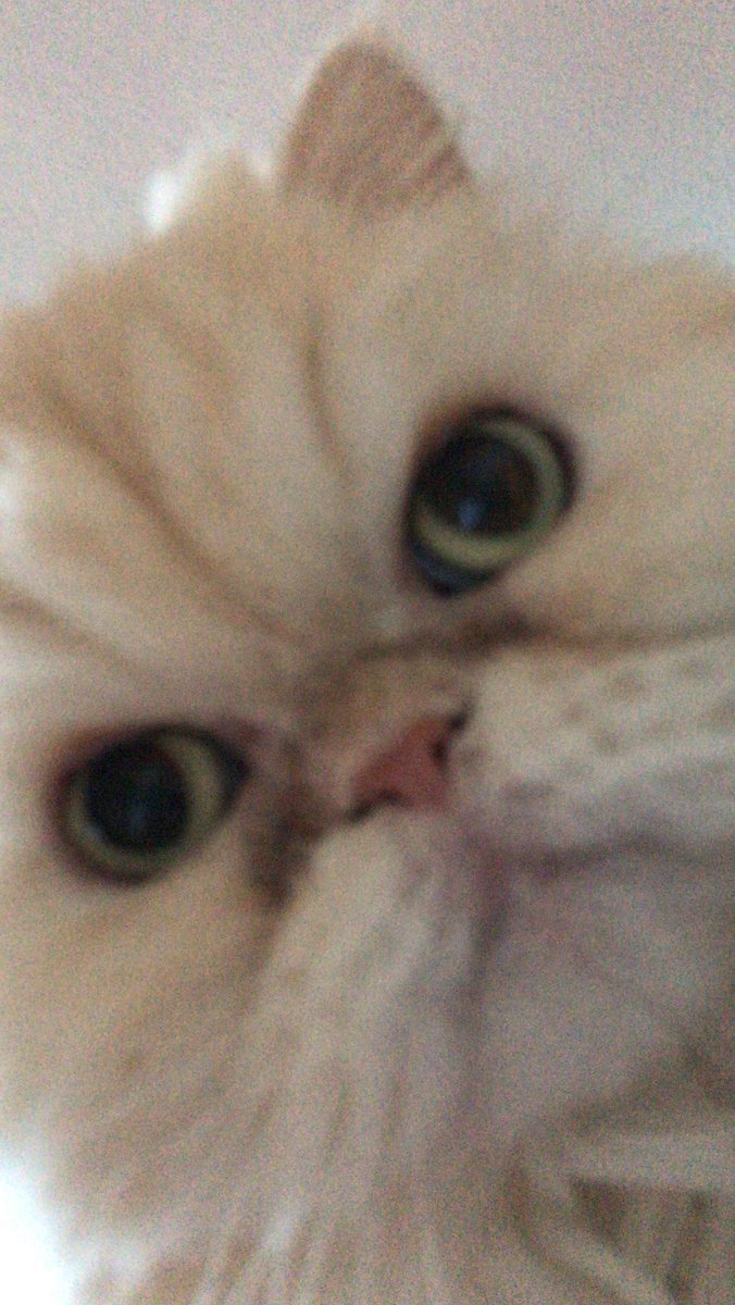 CatLetshe's tweet image. Yo twitter i stole Letshe his phone #gangshit