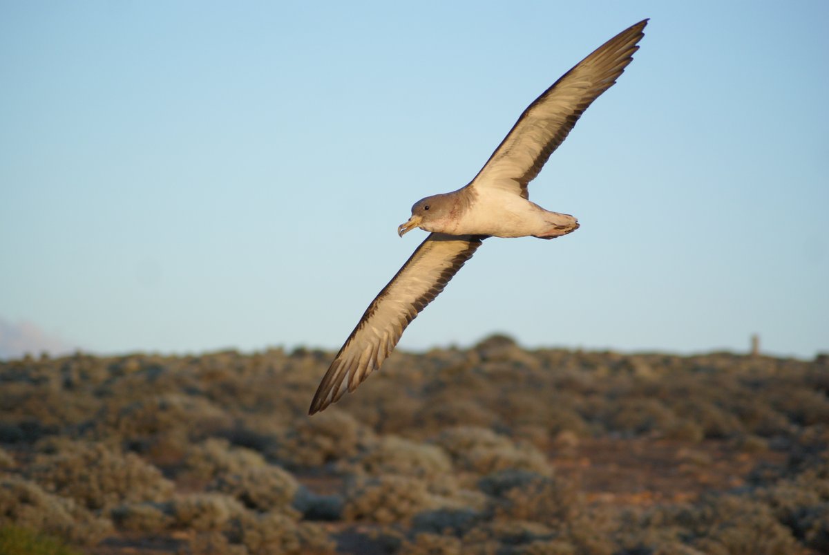 Another chapter of my PhD has been published at Marine Environmental Research! If you want to know more, check out the link:
👉authors.elsevier.com/a/1cISUW5UJDYVh👈
@AquaticSciences #Seabirds #fish #Shearwaters #OpenOcean #Diet #CommunityShift