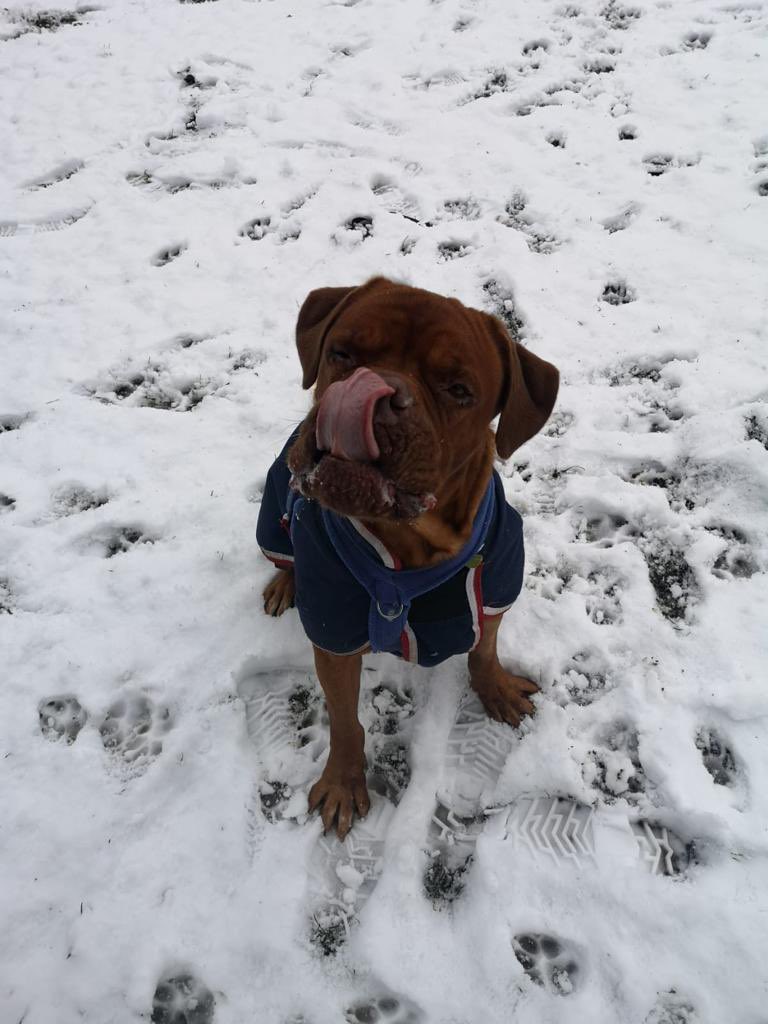 Birmingham Dogs Home tweet media