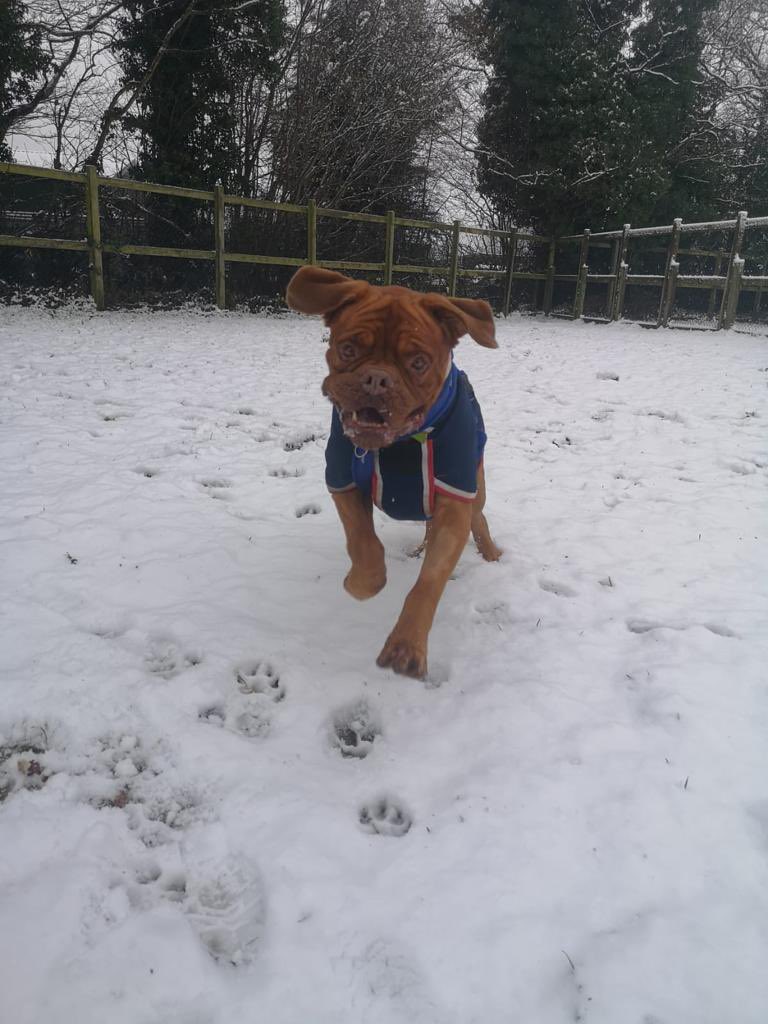 Birmingham Dogs Home tweet media