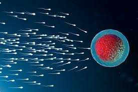 Research captures how human #sperm swim in 3D, To read complete article please click on the link given: bit.ly/2MhgtSt