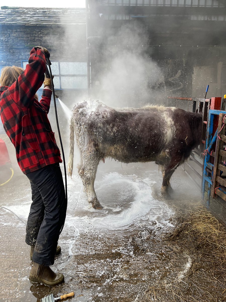 AmandaOwen8's tweet photo. 🎵You might not ever get rich 💰 
But let me tell you, it's better than digging a ditch. 💩 
Cow wash 🐮🚿🧼 
Talking 'bout that cow wash
Cow wash, yeah.🎵

#wash #muckycow #soap #water #scrub #dirty https://t.co/YcIxanj6Rr