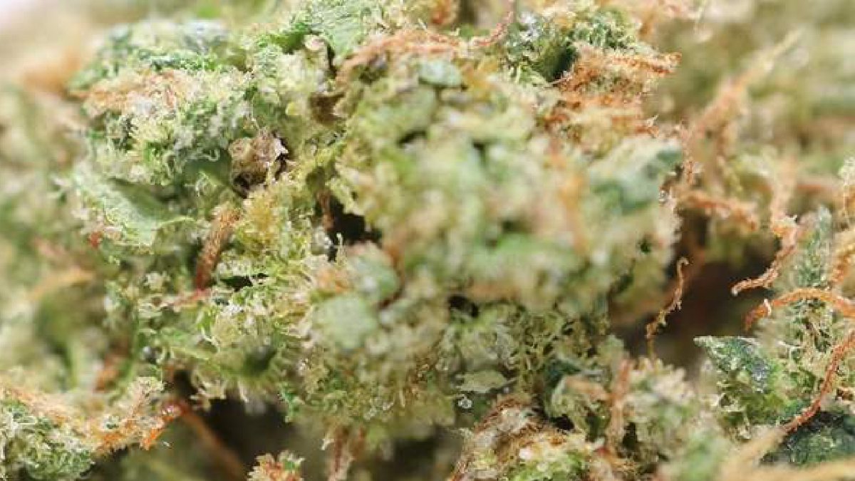 Frosted, just the way we like it. This indica strain boasts buds covered in sticky trichomes. 

Walking in a winter wonderland: bit.ly/2Kbuv7k