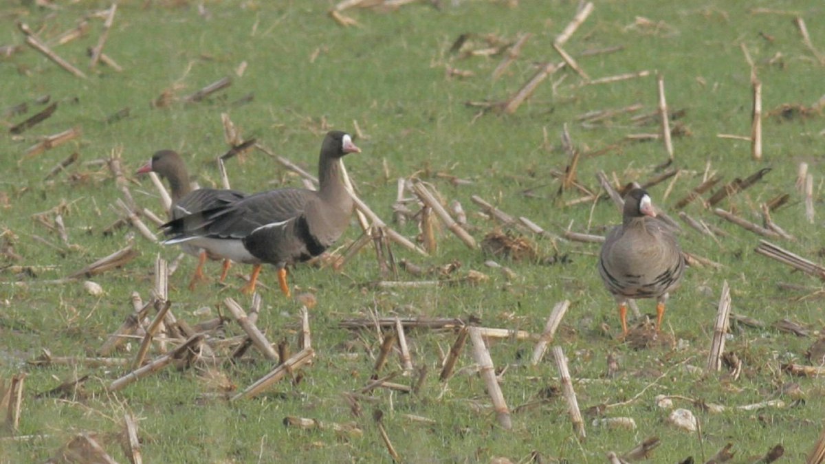 Brett Birding in Weymouth tweet media