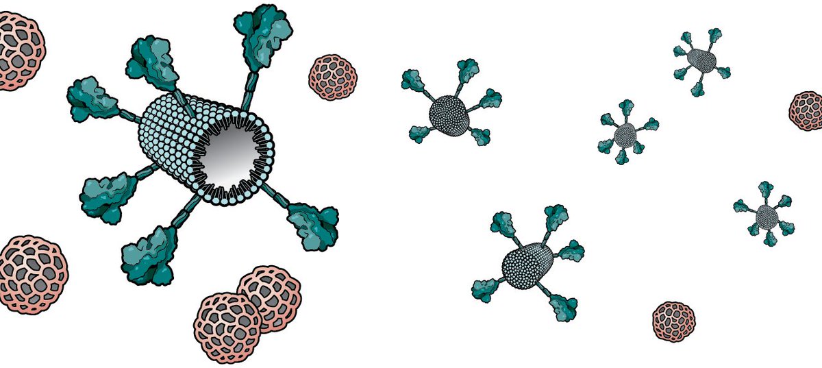 3/Next, Spike proteins are mixed with the delivery vehicle: synthetic particles, or "nanoparticles" that are about the size of the virus. Nanoparticles get studded with a bunch of Spike proteins. Those Spike proteins train and boost our immune system.  https://rb.gy/i1lnb9 