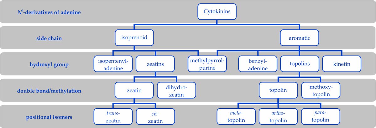 If you follow me, you may have already noticed the word  #cytokinins (do not confuse with cytokins) which are  #PlantHormones which come in many types and forms. This diagram (from my upcoming review) shows the many types. The isoprenoid CKs are the ones found in nature.