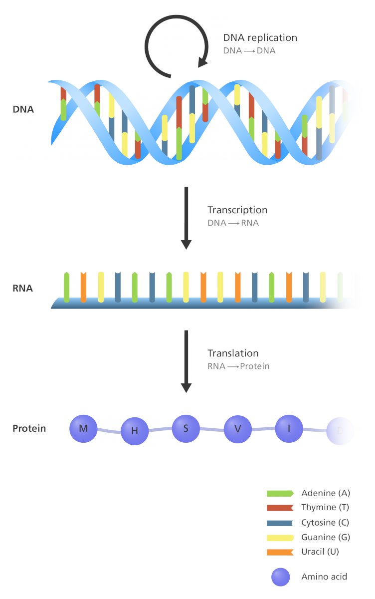 2/That's done by taking the Spike DNAand splicing it into a larger piece of DNA that is used to deliver genes into cells that are growing in a lab. Those cells "read" the DNA, turn it into RNA, and then into proteins. The Spike proteins are then harvested and purified.