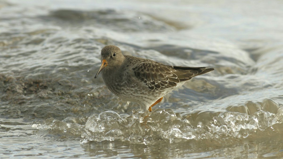 Brett Birding in Weymouth tweet media