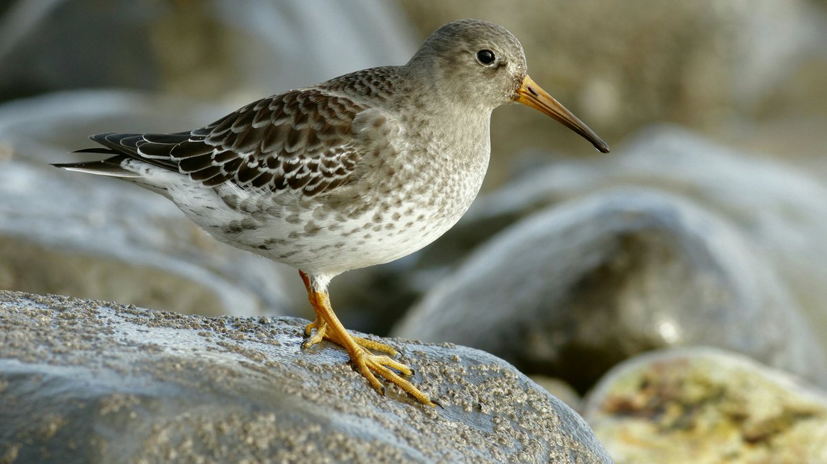 Brett Birding in Weymouth tweet media