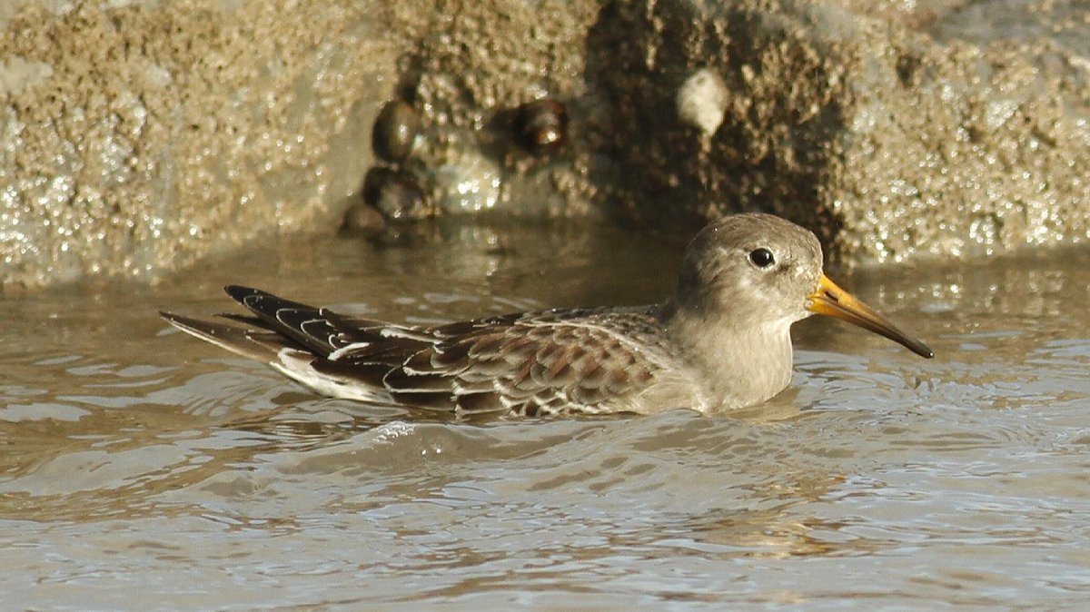 Brett Birding in Weymouth tweet media
