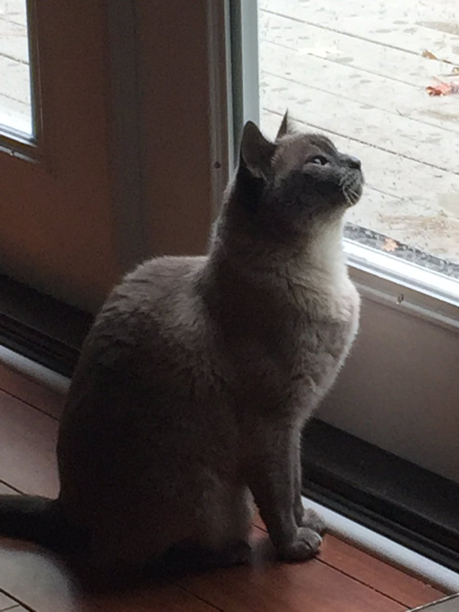 katkrach's tweet photo. @BobEckstein @bookstorecats @catsofinstagram https://t.co/gLeCMTKOt0