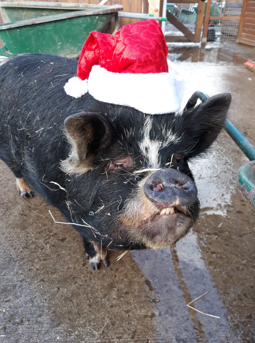 FBB / La vie de nos 3 refuges et des animaux 🏡 tweet media