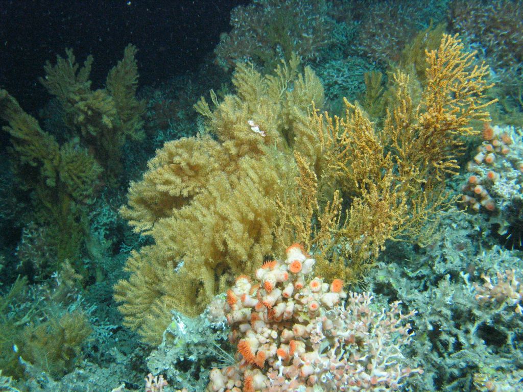 Thrilled to see the BBC article by <a href="/Vic_Gill/">Victoria Gill 💙💛</a>  on <a href="/eu_atlas/">Eu_ATLAS</a> and its findings!

Atlantic discovery: 12 new species 'hiding in the deep'

Find out more on the achievements of <a href="/eu_atlas/">Eu_ATLAS</a> and its colleagues in here: bbc.co.uk/news/science-e…