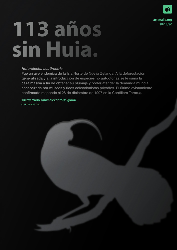 Artimalia's tweet photo. #Huia #Efeméride https://t.co/W0CwA6PG5v