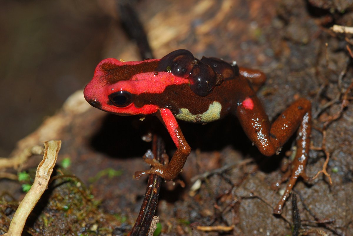 IchsAndHerps's tweet photo. 🐸 Homing in the Rubí Poison Frog Andinobates bombetes (Dendrobatidae)
Arcila-Pérez, Atehortua-Vallejo &amp; Vargas-Salinas
@LuisaF_ArcilaP @MichelleAtehor6
https://t.co/nKKbuOGogH
Until 16 Feb, follow https://t.co/58faZ16khu to freely available PDF https://t.co/N98Cibu6p3