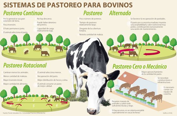📣En la siguiente imagen podés encontrar información acerca del sistema de pastoreo para bovinos: