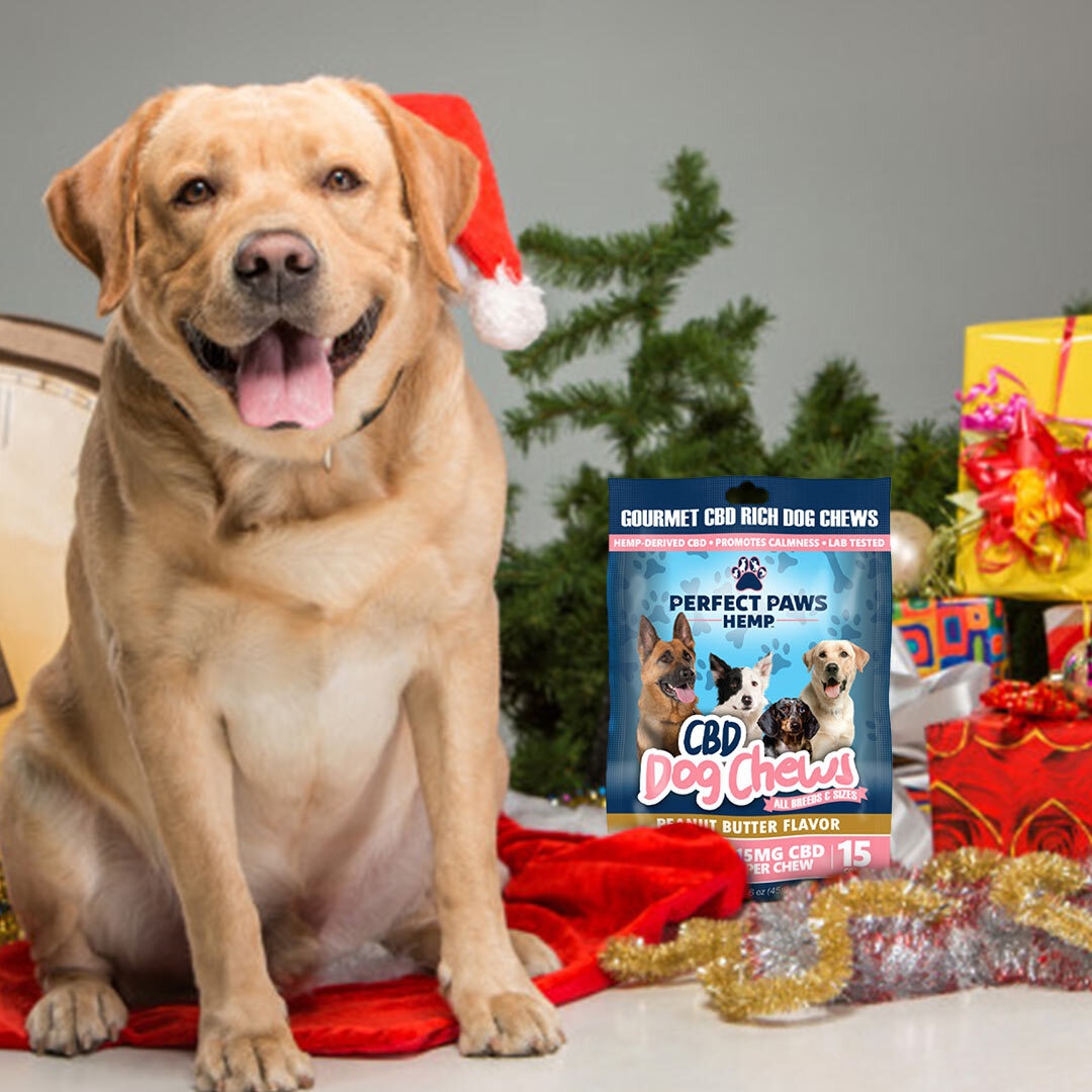 perfectpawshemp's tweet photo. 📲 Christmas may be over, but that doesn't mean that you still can't spoil your #pup! Shop our CBD products for dogs by clicking the link in the bio 📲
.
.
.
.
#perfectpawshemp #dogs #CBD #cbdoil #hemp #pethealth #petcare #pets #animallovers #shopnow https://t.co/r7zYwyQRk9