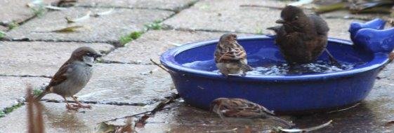 Tuinhappy's tweet photo. Ons ronde blauwe vogelbadje is zo geliefd dat ze ervoor in de rij staan. Lees meer op https://t.co/FrzUc2CPDm
#vogeltuin #vogels @vogelnieuws https://t.co/XFascGnVUv