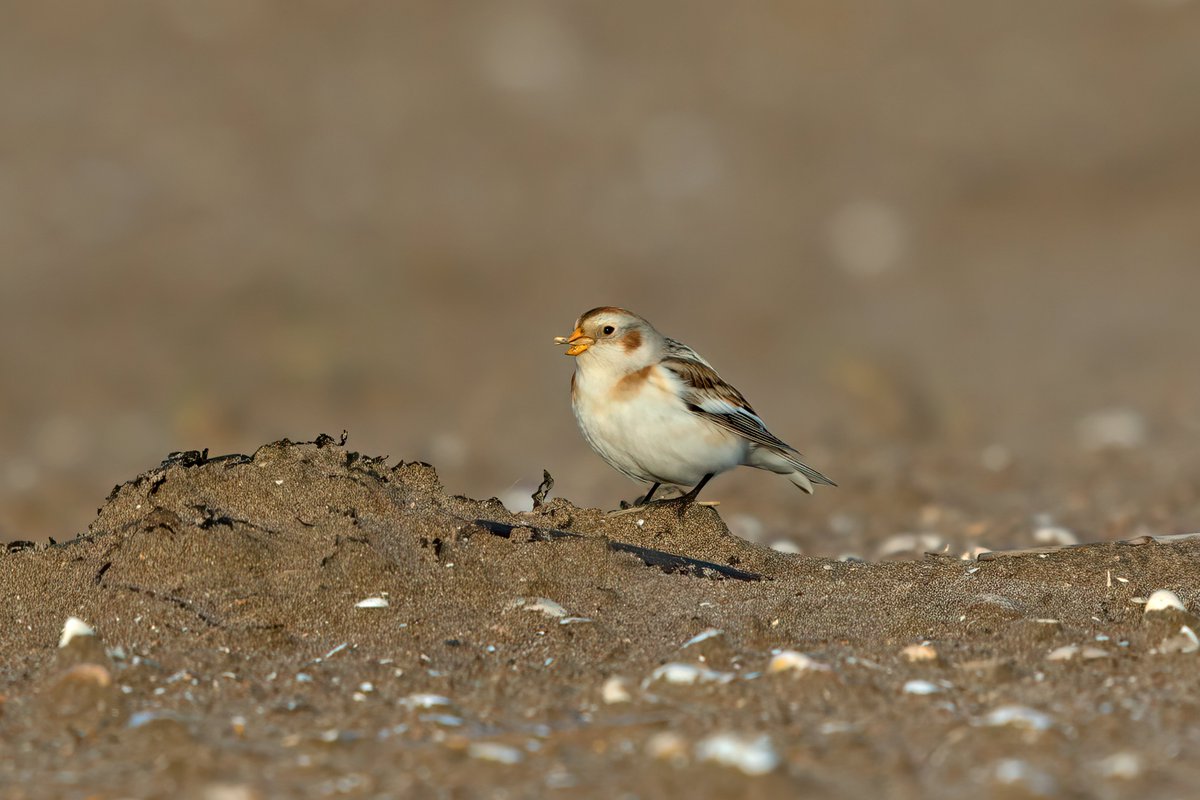 Snow Buntings at Tentsmuir, Fife yesterday battling to find a place to feed along the hordes of people, dogs, radio controlled cars etc #birds