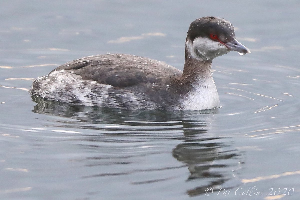 PatCollins_UK's tweet photo. Slavonian Grebe at a murky (&amp; cold) Cheddar Reservoir this morning. Thanks to very helpful chap who helped us see it. @SomersetWT @somersetbirds @bto_somerset https://t.co/ARGrlmytTs