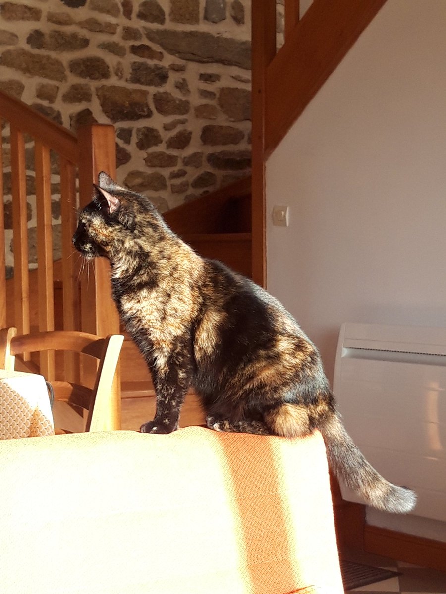 MoiraZeCat's tweet photo. Mon humaine elle dit que j'ai la majestueuse majesté 👸 https://t.co/Fqz6U1SDiR