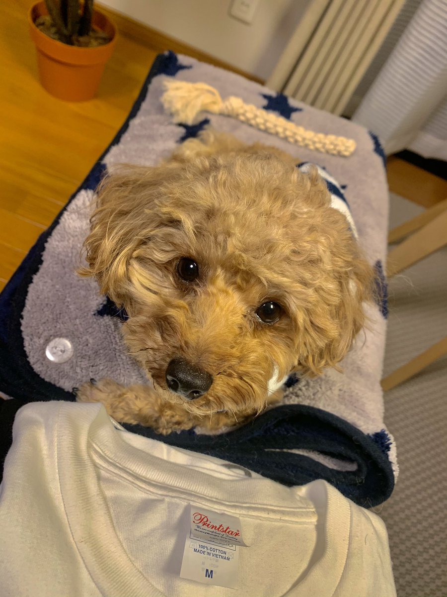 迷子のユーリを探しています 犬の種類 トイプードル 小型 毛の色 茶色 特徴 紺と白のストライプの服を着てます オムツをしてます 名前 ユーリ 性別 男の子 年齢 ３歳 飼主 二宮哲志 住所 姶良市 電話 大変お手数ですがご協力の程宜しく