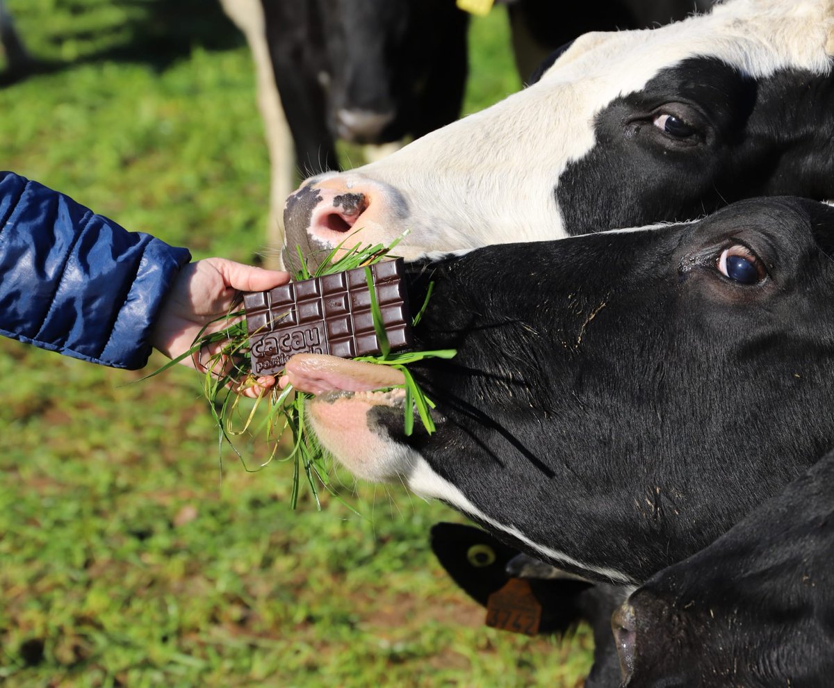 lluiscacau's tweet image. NOVETAT
Hem fet proves amb @maslacoromina
per a fer un batut de cacau amb la seva #llet
De totes les proves,la que més ens ha convençut ha sigut incorporant la xocolata a la dieta de les vaques.
La capacitat d'absorció dels greixos de la llet agafa el gust de la #xocolata
#Èxit