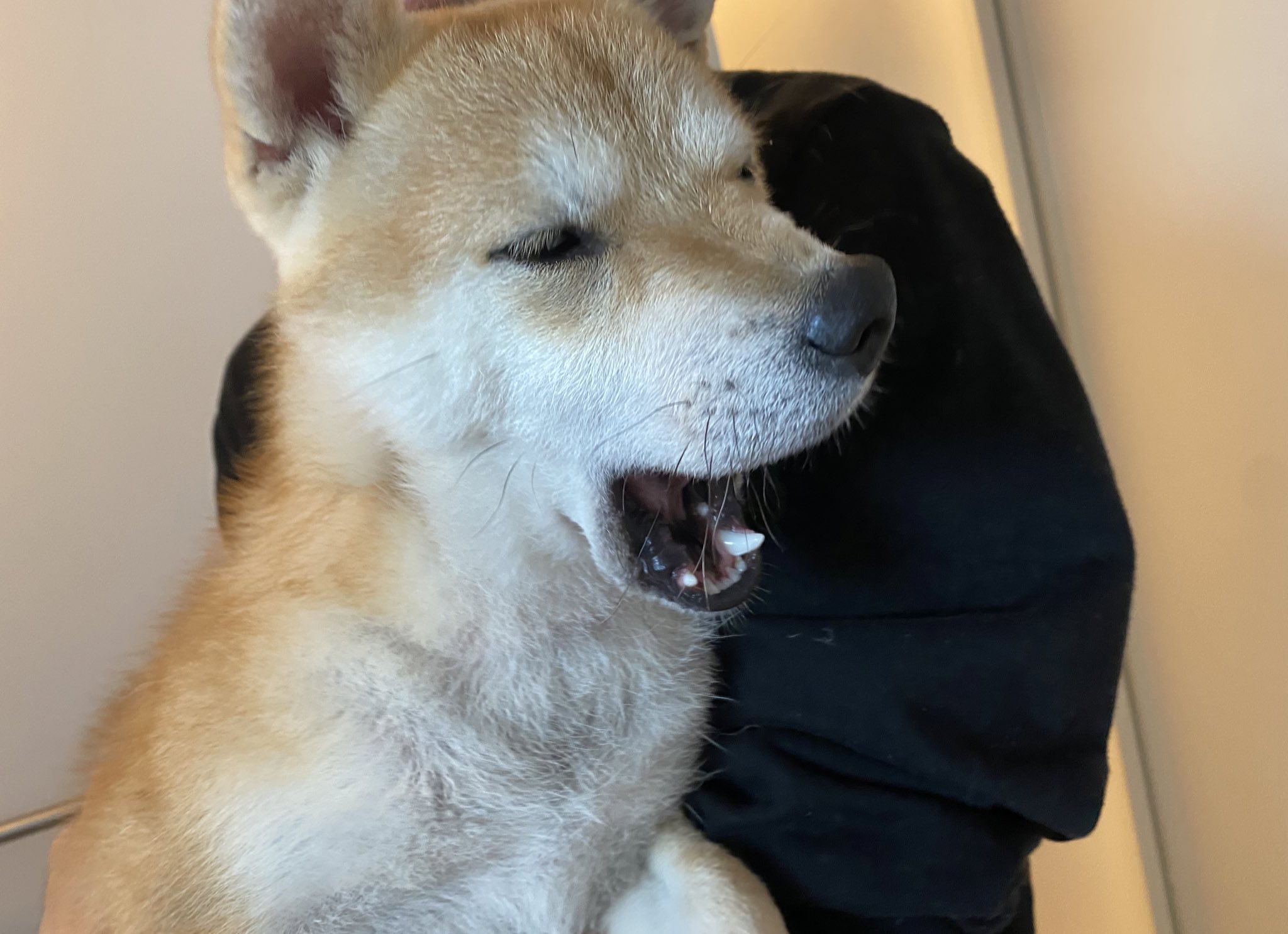 柴犬りおりお (@rio118_shiba) / X