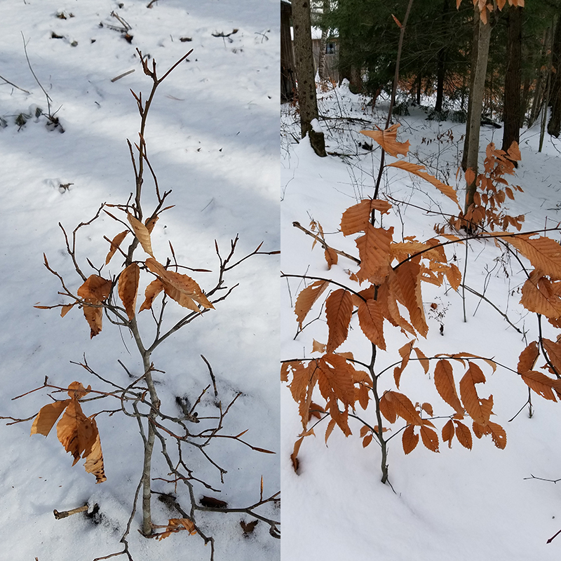 VTLandTrust's tweet photo. When there are too many deer, there aren't enough healthy young trees. The beech on the left is starting to resemble a bonsai from deer overbrowsing; on the right, a healthy beech. Learn about #hunting and #conservation on 1/13 at 7pm. https://t.co/lyOwDDIEMR #VT #VTforests #hunt https://t.co/2SKybJBTZn