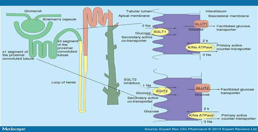 theheartorg's tweet image. The role of SGLT2 inhibitor drugs has rapidly morphed into treating or preventing HF and CKD. ms.spr.ly/6018pwTNw #ADA2020