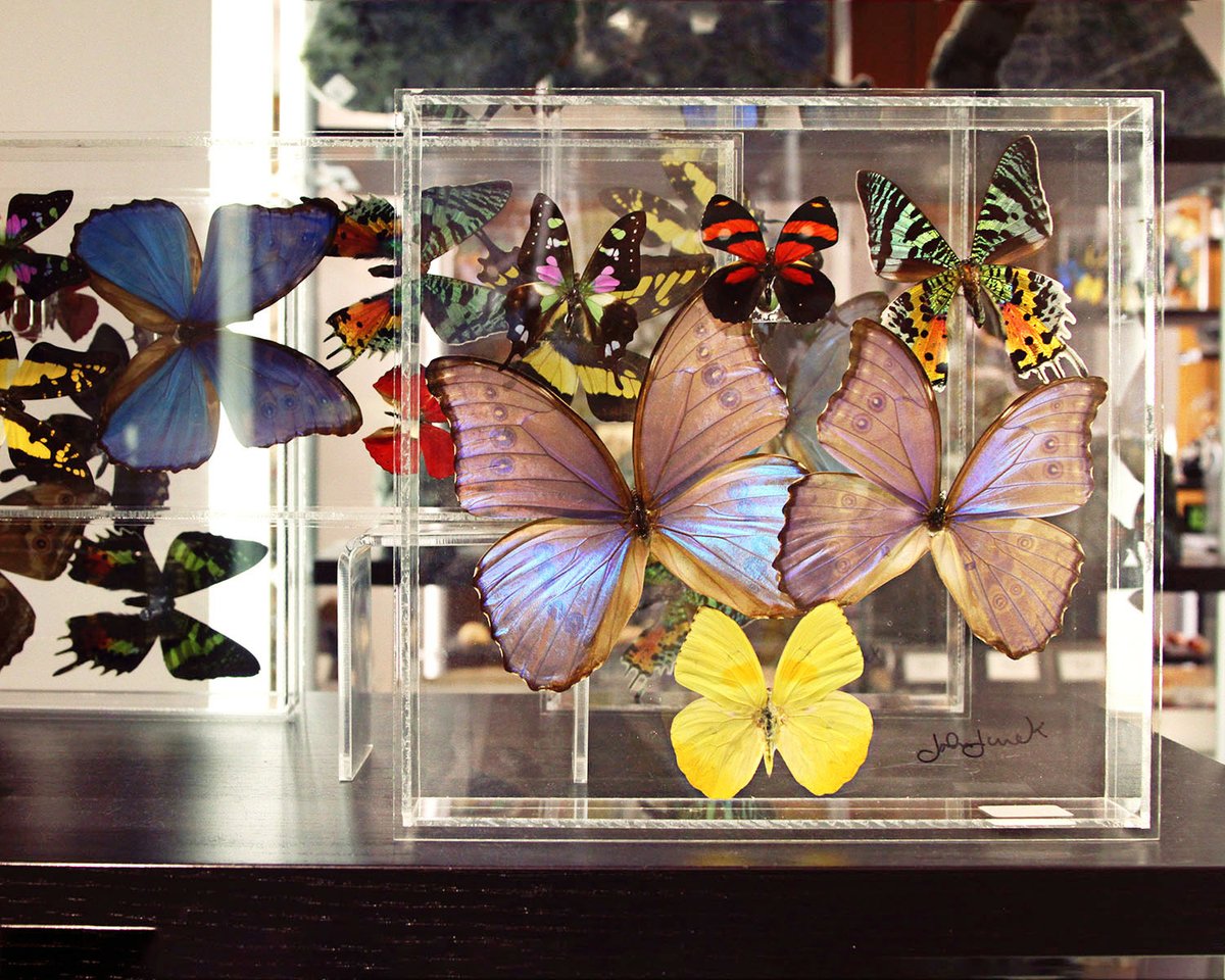 HMNS Museum Store tweet media