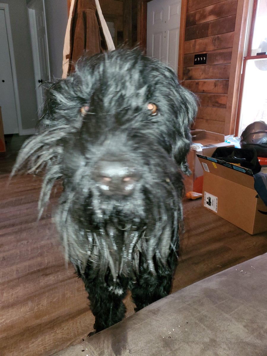 magnolia3169's tweet photo. Angus sez moving is hard...
#MajorBedhead #dogsoftwitter #dogs https://t.co/1HYZmNaRFk